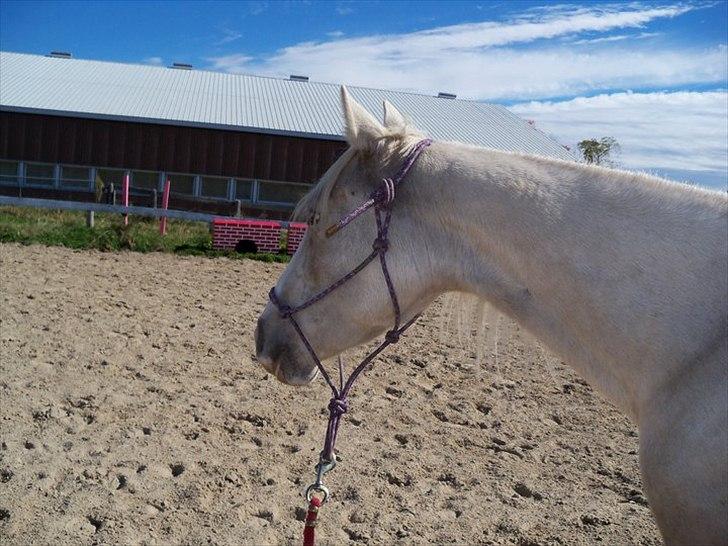 Anden særlig race Krikkedyret Vaginah billede 2