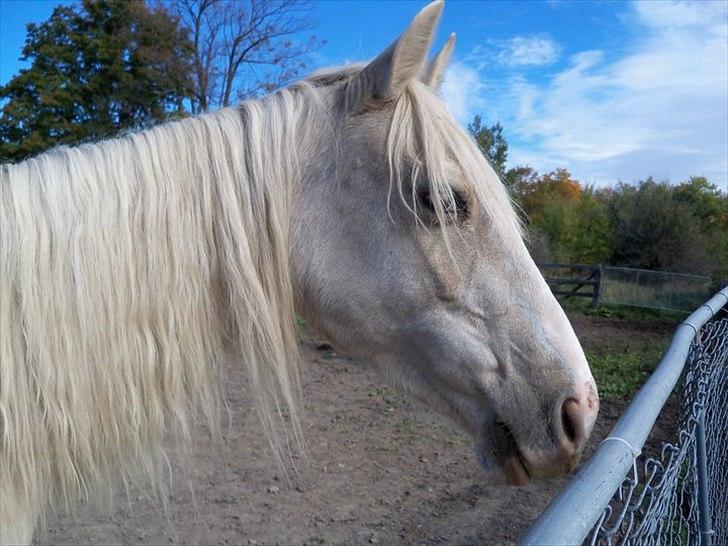 Anden særlig race Krikkedyret Vaginah billede 3