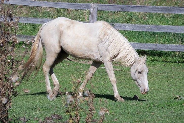 Anden særlig race Krikkedyret Vaginah billede 4