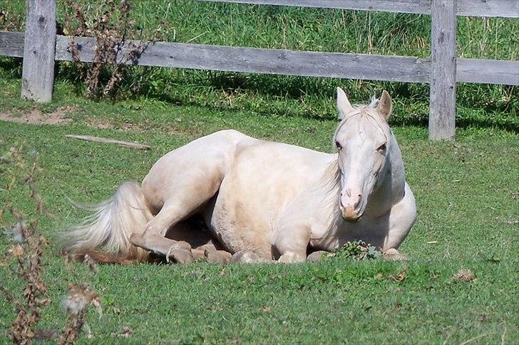 Anden særlig race Krikkedyret Vaginah billede 5