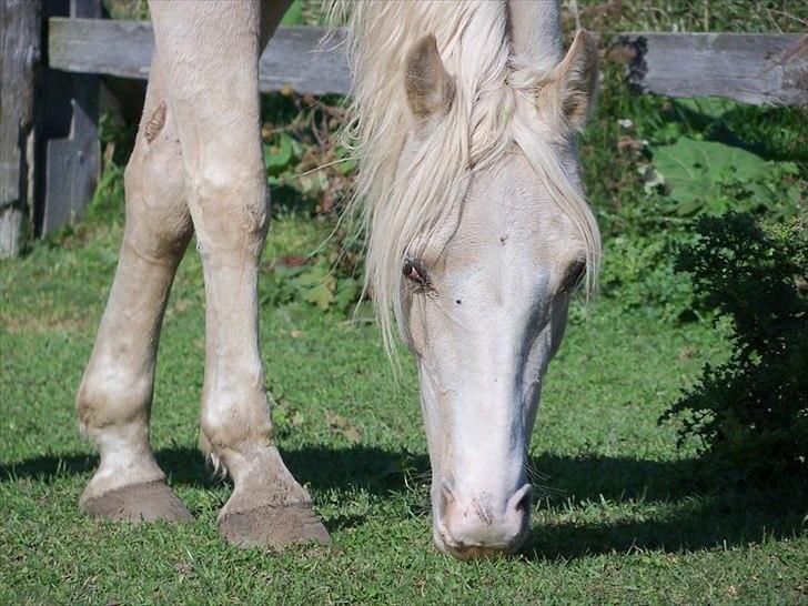 Anden særlig race Krikkedyret Vaginah billede 6