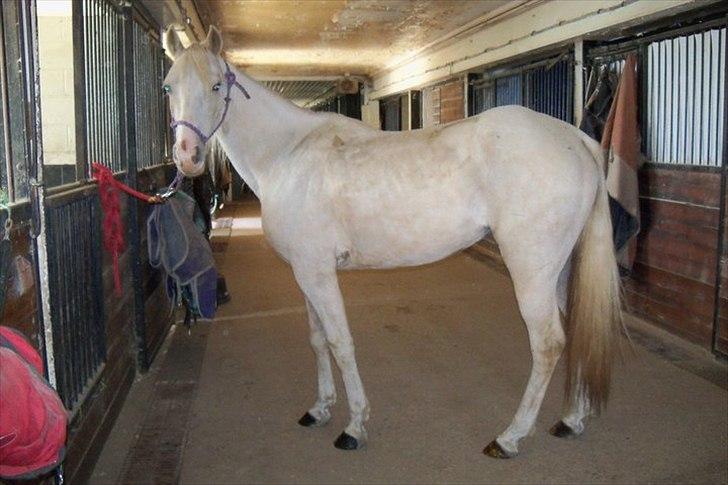 Anden særlig race Krikkedyret Vaginah billede 7