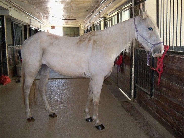 Anden særlig race Krikkedyret Vaginah billede 8