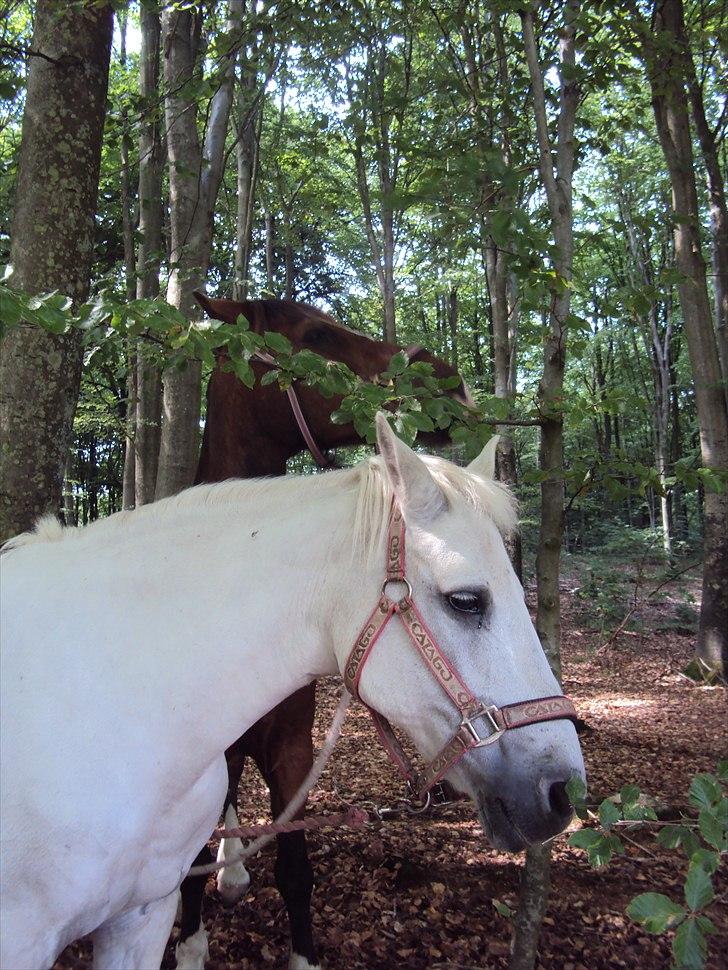 Connemara SHADOW billede 2
