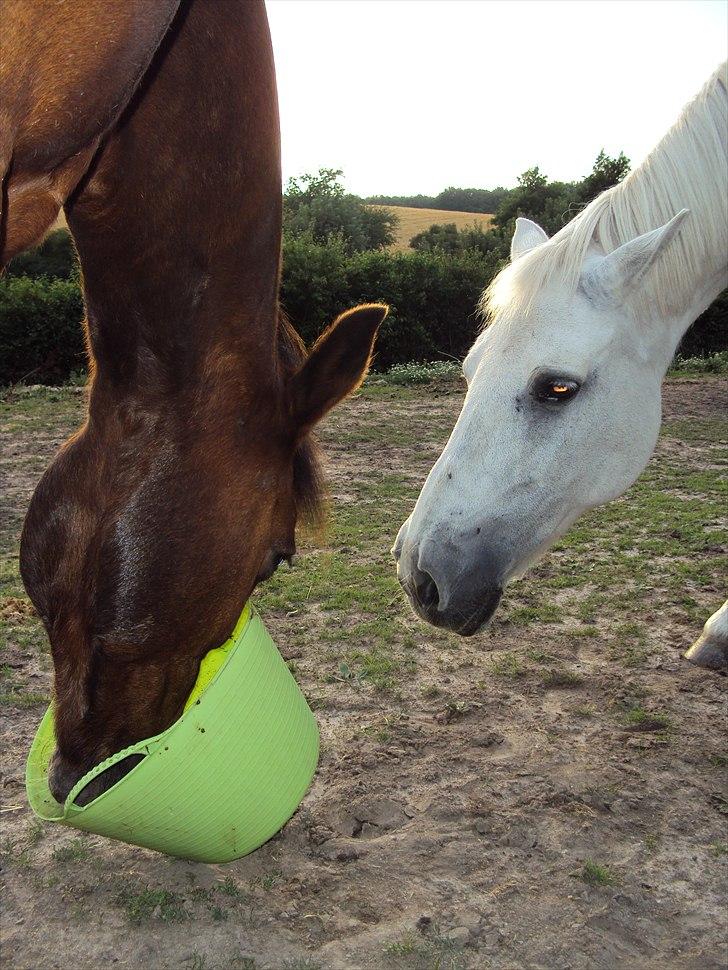 Connemara SHADOW billede 3