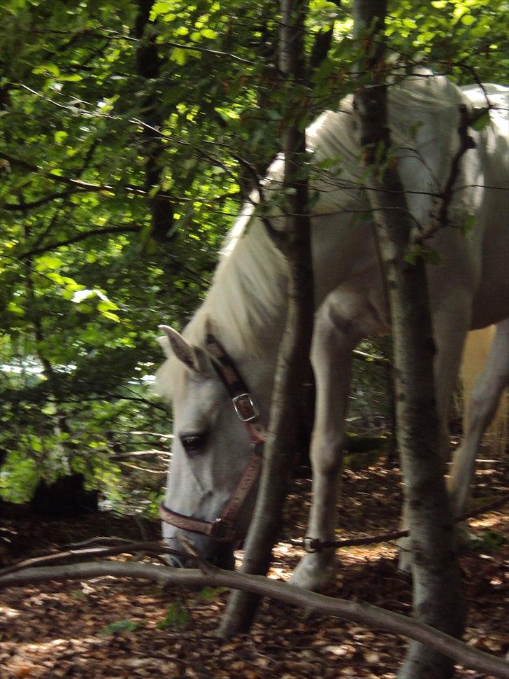 Connemara SHADOW billede 4