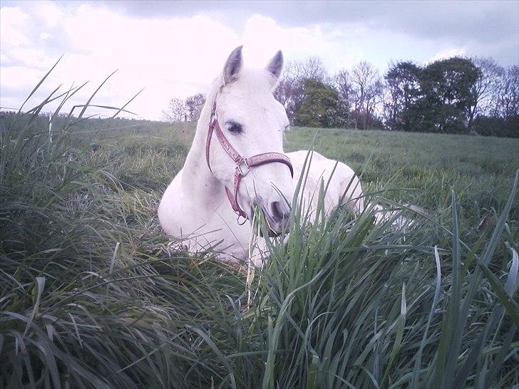 Connemara SHADOW billede 6