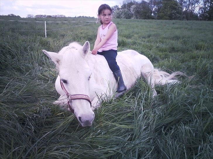 Connemara SHADOW billede 7