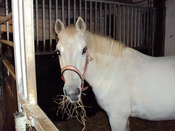 Connemara SHADOW billede 8