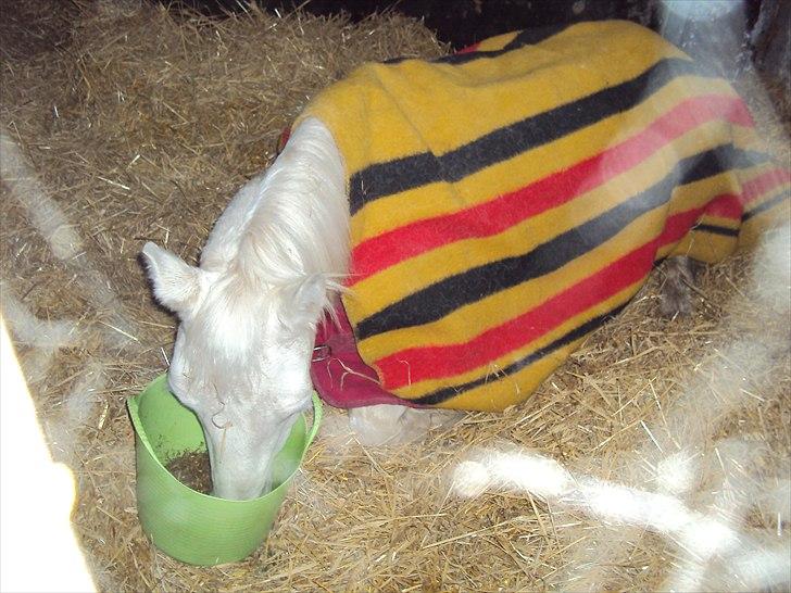 Connemara SHADOW billede 10