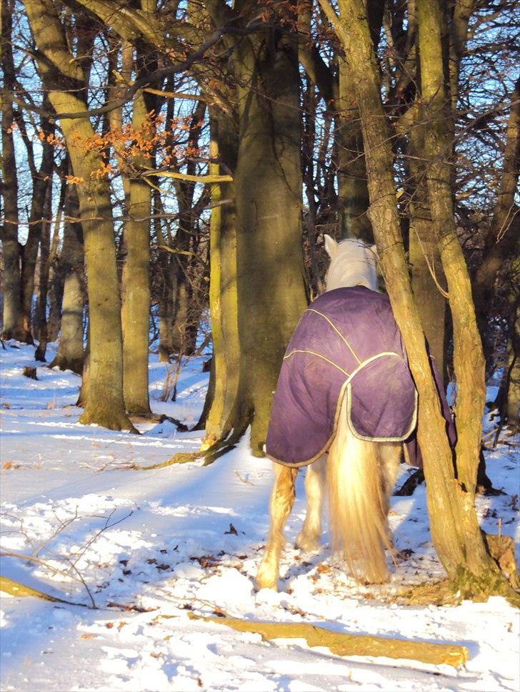 Connemara SHADOW billede 11