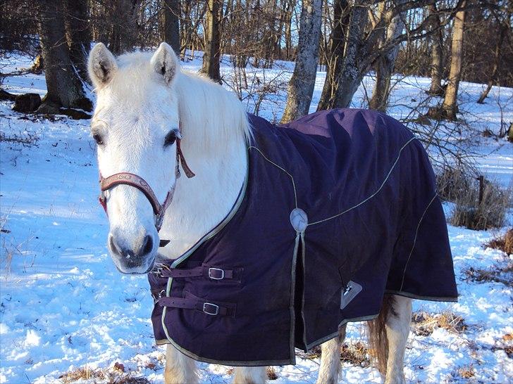 Connemara SHADOW billede 12