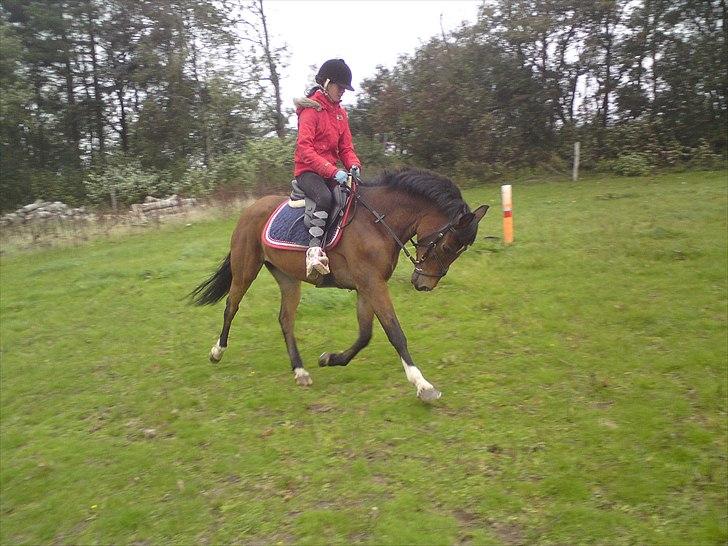 Anden særlig race Caballos Cucos Chica billede 17