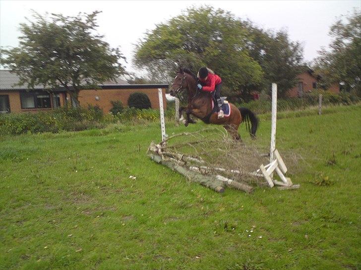 Anden særlig race Caballos Cucos Chica billede 18