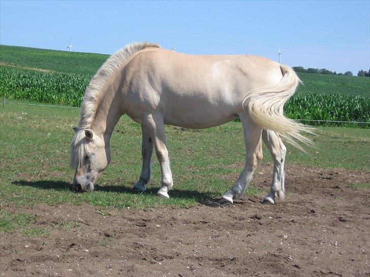 Anden særlig race Mulle - Mulle pige på fold!! SMUK<3 billede 13