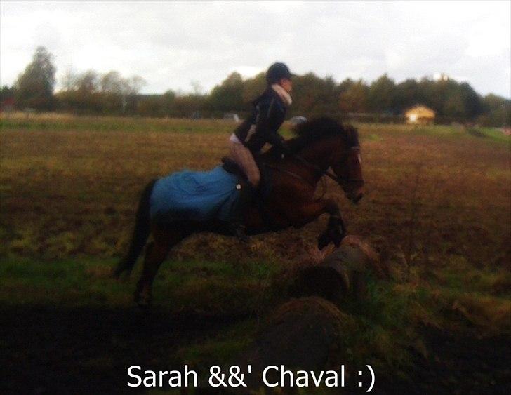 New Forest Fuglekildes Chaval forevigt elsket!- SOLGT- - :D billede 19