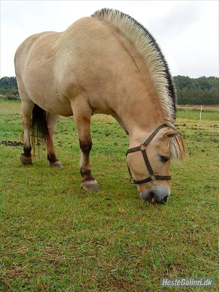 Fjordhest møllegårdens Silvia (gamle part) billede 1