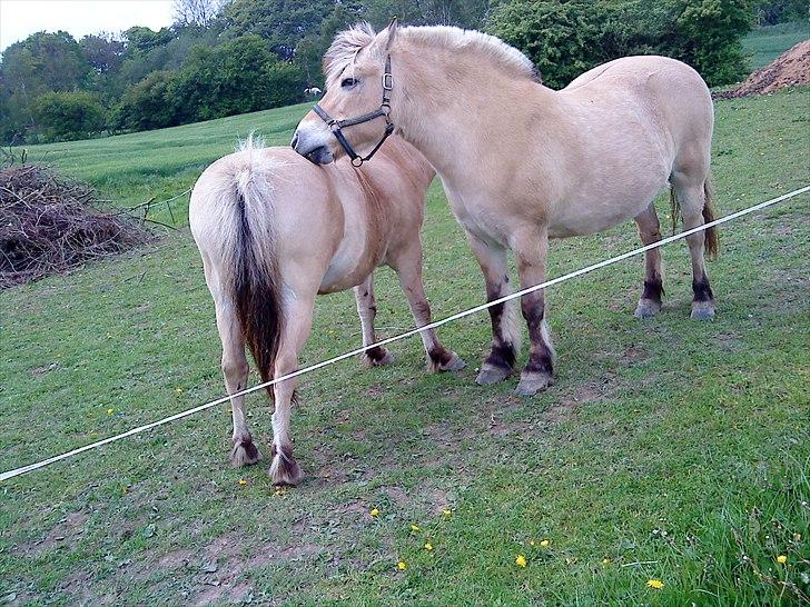 Fjordhest møllegårdens Silvia (gamle part) billede 2