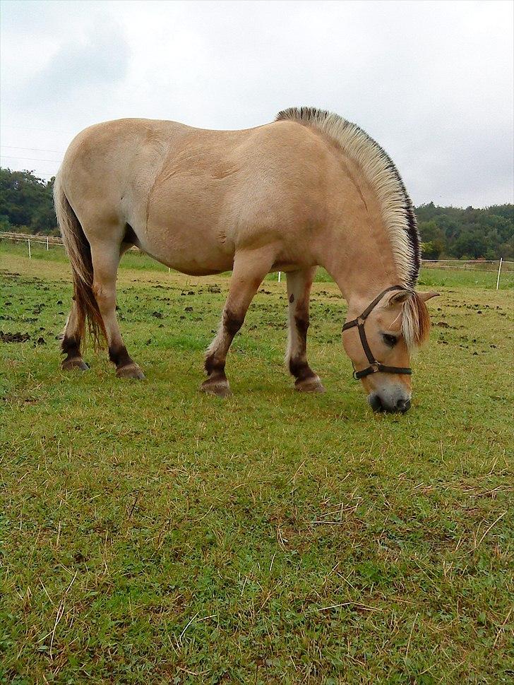 Fjordhest møllegårdens Silvia (gamle part) billede 3