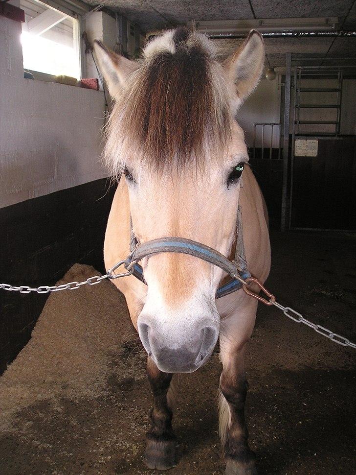 Fjordhest møllegårdens Silvia (gamle part) billede 5