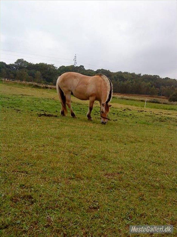 Fjordhest møllegårdens Silvia (gamle part) billede 6