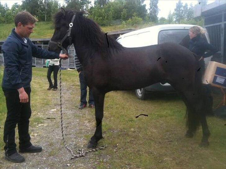 Islænder Djass fra Engholm billede 2