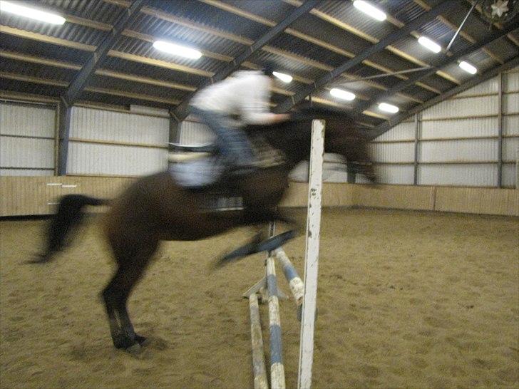 Anden særlig race KONGELUNDENS SMILLA billede 11