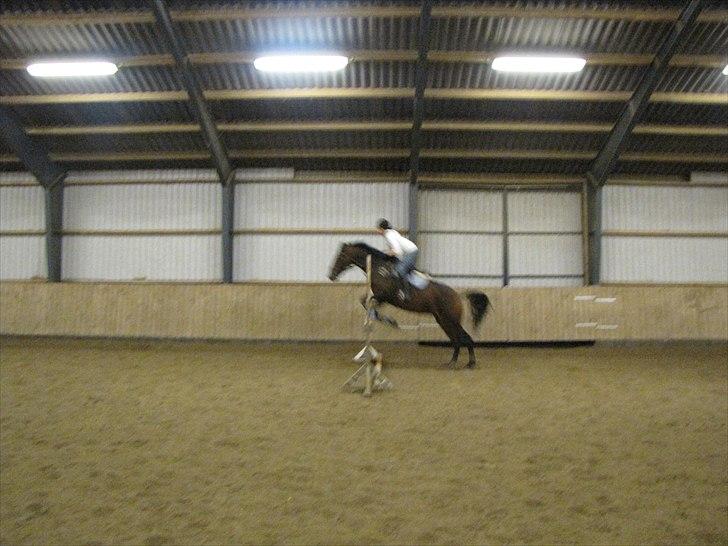 Anden særlig race KONGELUNDENS SMILLA billede 12