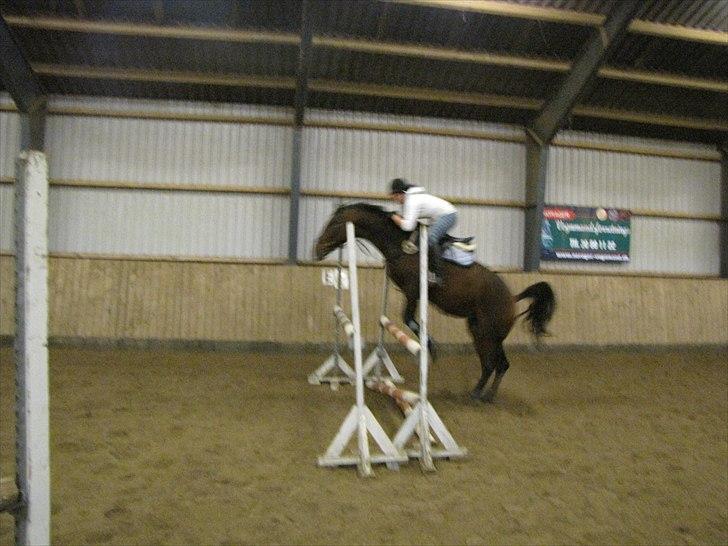 Anden særlig race KONGELUNDENS SMILLA billede 13