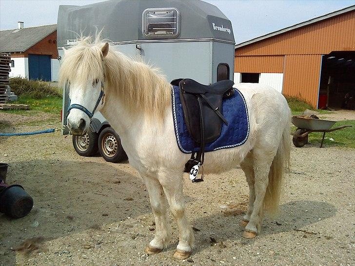 Islænder Rosti billede 13