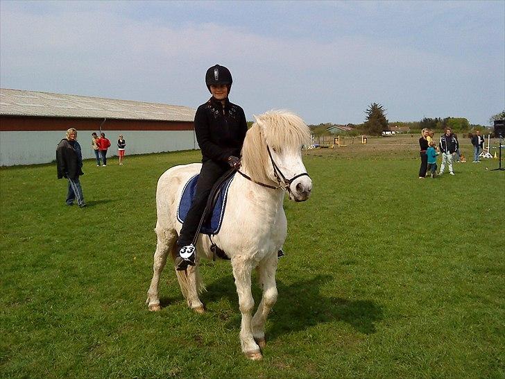 Islænder Rosti billede 14