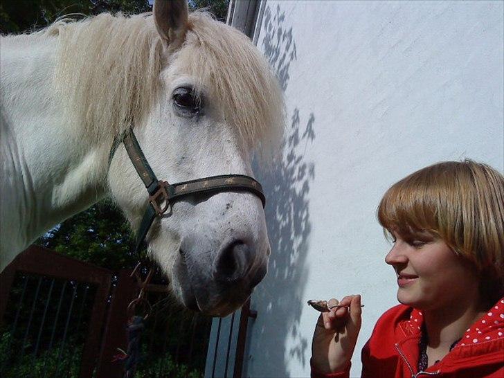 Islænder Rosti billede 16