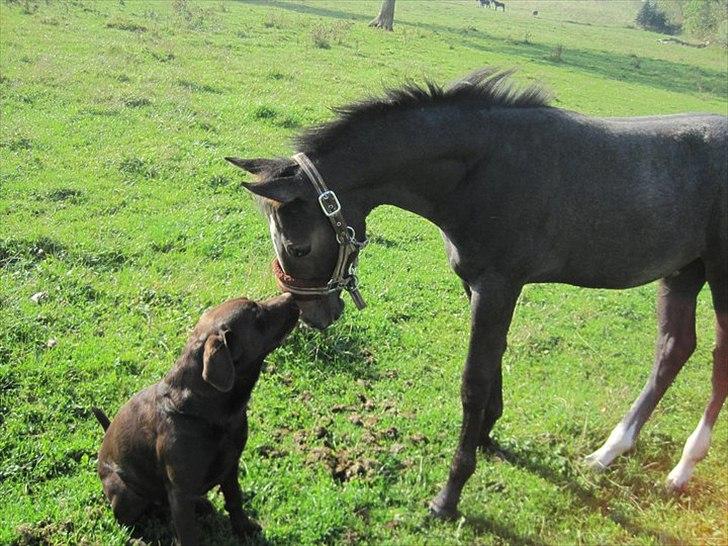 Dansk Varmblod AMMENDRUP NYGÅRD'S FANCY - Den lille skimmel ;)  billede 14