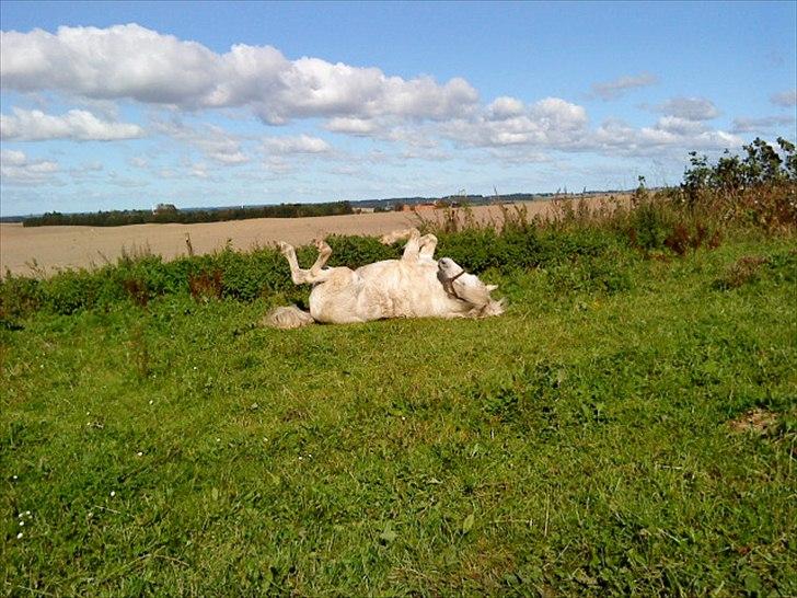 Islænder Rosti billede 17