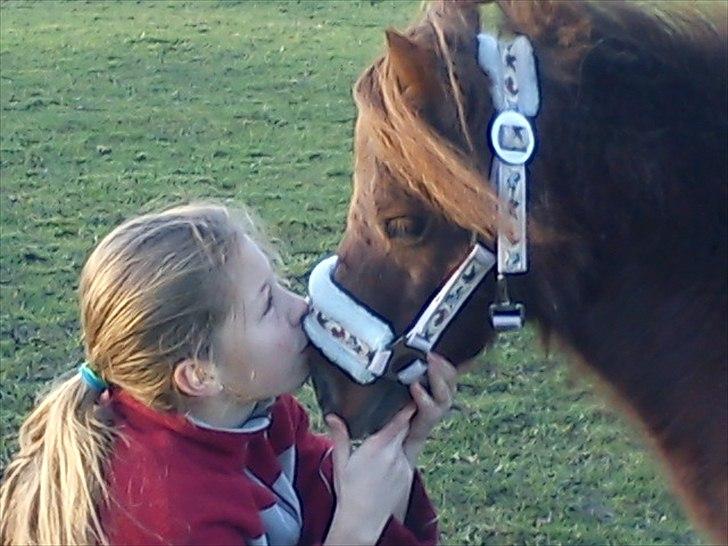 Shetlænder Chequantos <33 billede 14