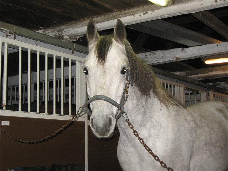 Connemara Hedegårdens Peter Pan - en nuttet lille grå basse <3 billede 3