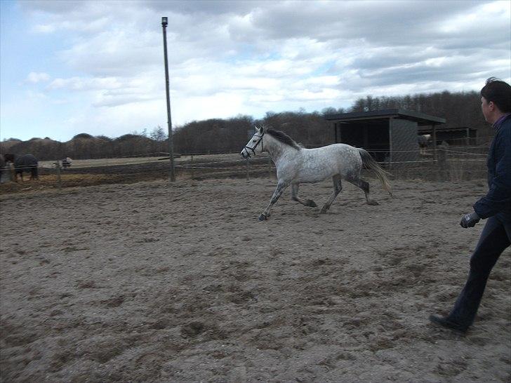 Connemara Hedegårdens Peter Pan - hvis det ikke er en nice trav så ved jeg ikke hvad det er (; billede 4
