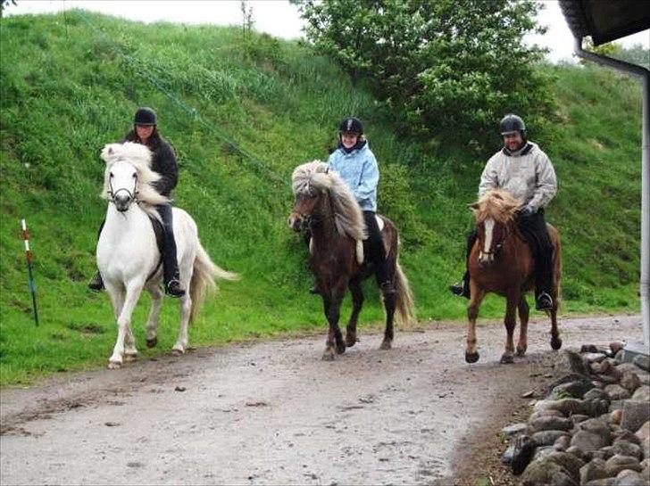 Islænder Rosti billede 19