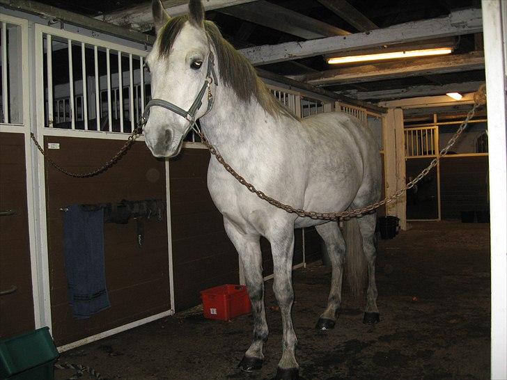 Connemara Hedegårdens Peter Pan - full body picture skulle der os lige med ;)  billede 5