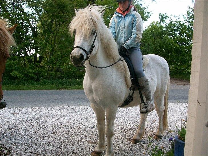 Islænder Rosti billede 20