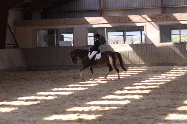 Hollandsk Sportspony Ainoa Van Uniken - Lidt dessur;-) billede 8