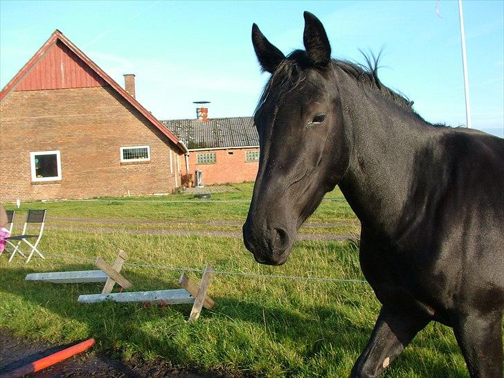 Anden særlig race Uzuri billede 1