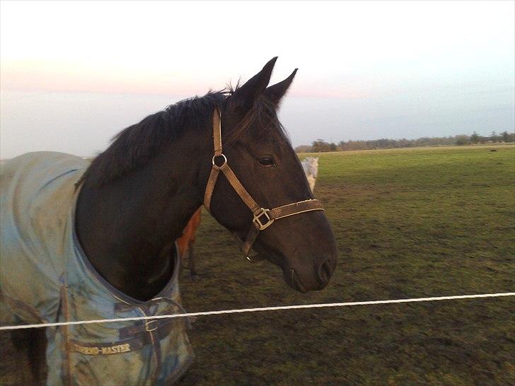 Anden særlig race Uzuri billede 2