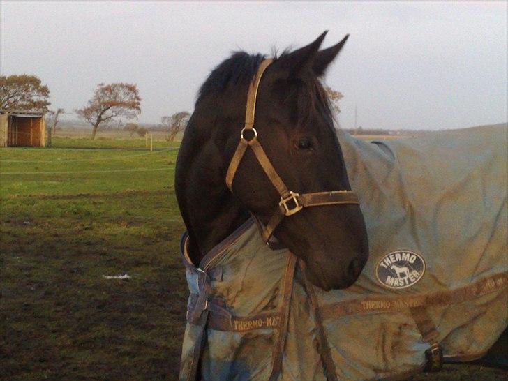 Anden særlig race Uzuri billede 3