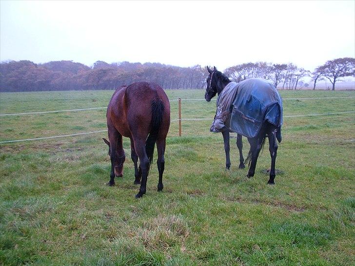Anden særlig race Uzuri billede 5