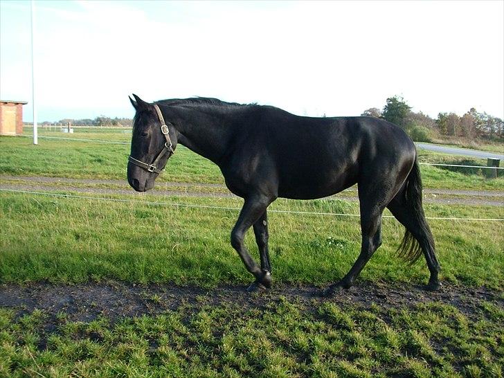 Anden særlig race Uzuri billede 6