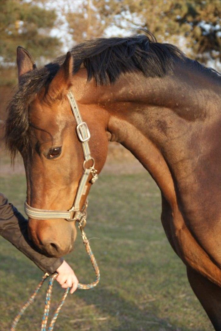 Dansk Varmblod Louis Vuitton (Leonardos) - Flottefyren <3  billede 1