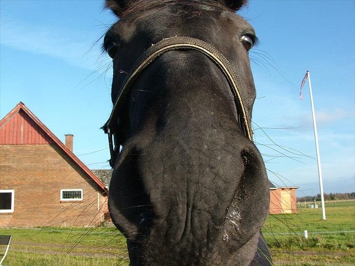Anden særlig race Uzuri billede 7