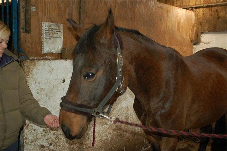 Dansk Varmblod Louis Vuitton (Leonardos) - Da jeg så ham igen. (står ved hestehandler) billede 15