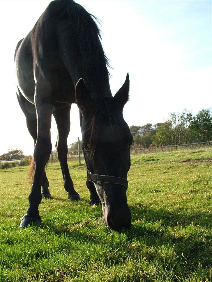 Anden særlig race Uzuri billede 8